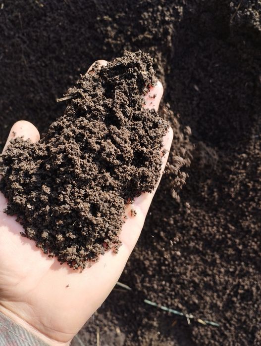 Копланган чириган гунг