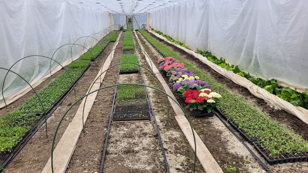 Rasaduri legume tradiționale românești  și flori crescute natural BIO