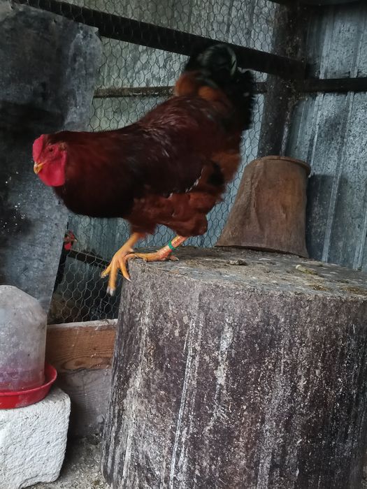 Vând cocoș wyandotte porțelan