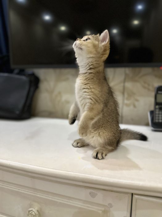 Британская золотая шиншила.