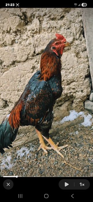 Продам молодого петушка