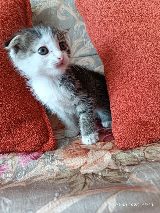 Отдам котят в добрые руки