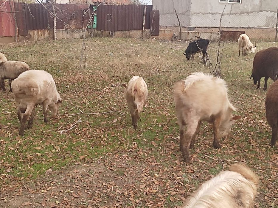 Продаю занейских коз и баранов.