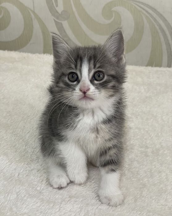 котенок в добрые руки