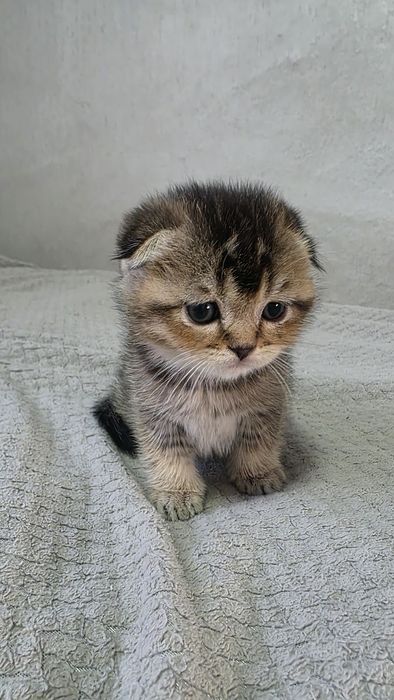 Продам шотландских котят