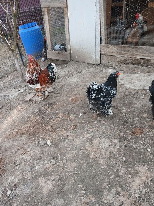 Cocos și puicuta  brahma