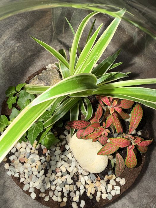 Aranjament plante din sticla
