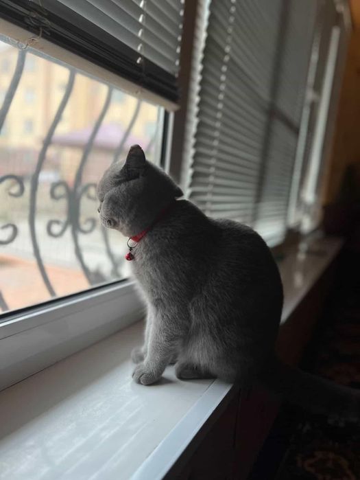 2 та Мушук скотиш сотилади