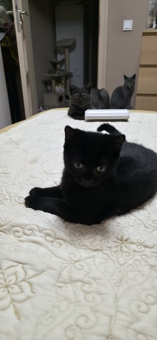 British shorthair