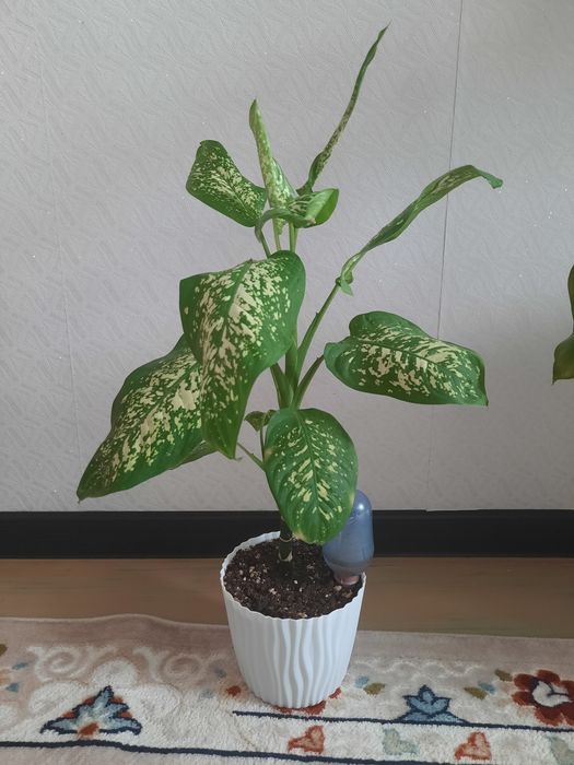 Продам дифенбахию