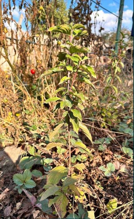 Кизил саженцы со своего участка