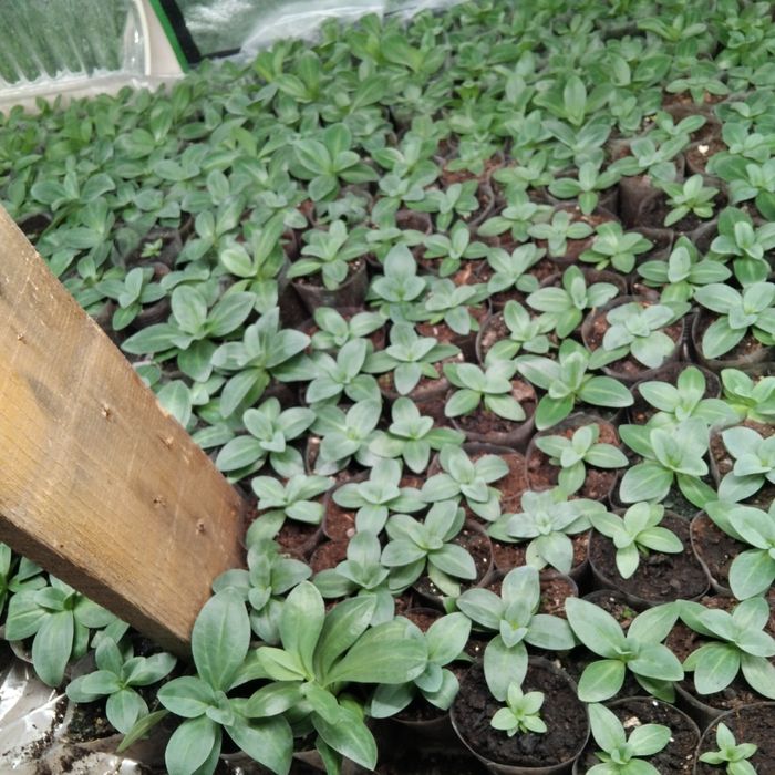 Рассада Эустомы / цветы / декор / сад