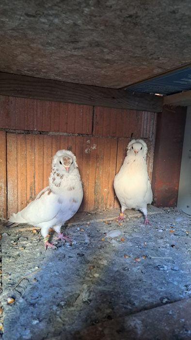 Vând porumbei pestriti baltat