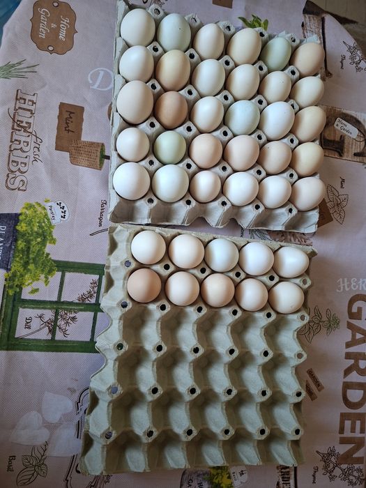 Продавам домашни оплодени яйца