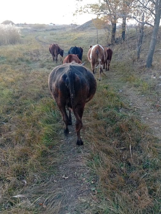 Продам три коровы