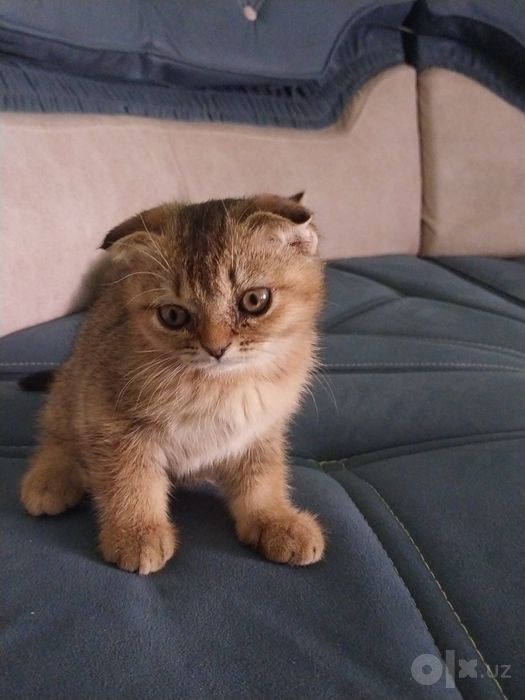 Раздаются породистые котята