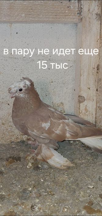 Голуби молодые по игре