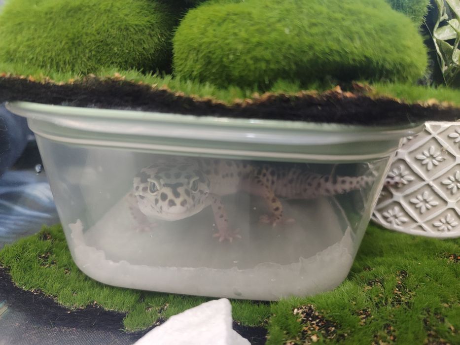 Продам  эублефар