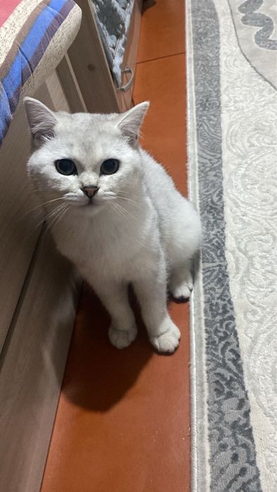 Британская шиншилла серебро