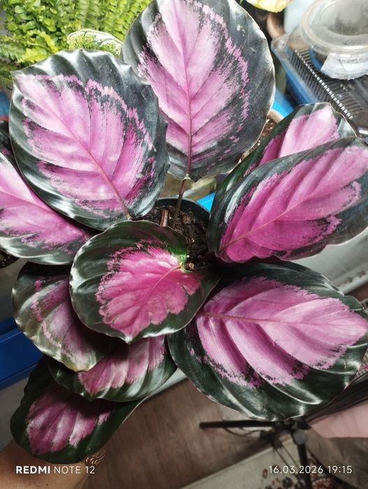 Калатея " Розепикта" Рози