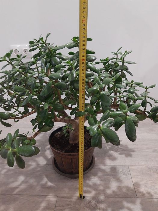 Дървото на живота -цвете