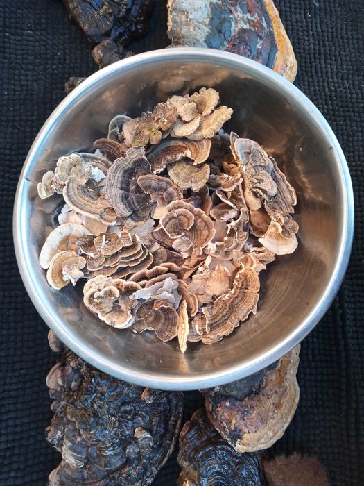 Pachet ciuperci medicinale: Reishi/Ganoderma/Phellinus/Versicolor