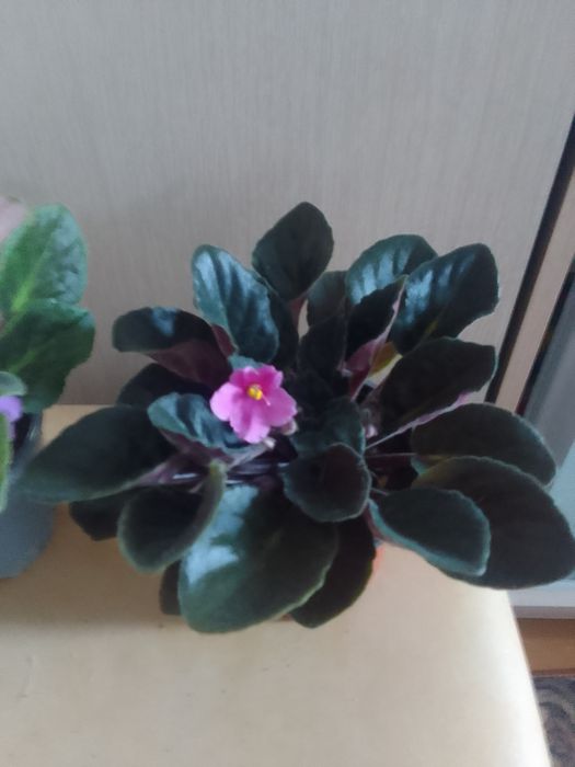 Продам комнатные цветы