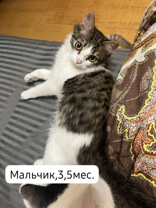 Котята бесплатно