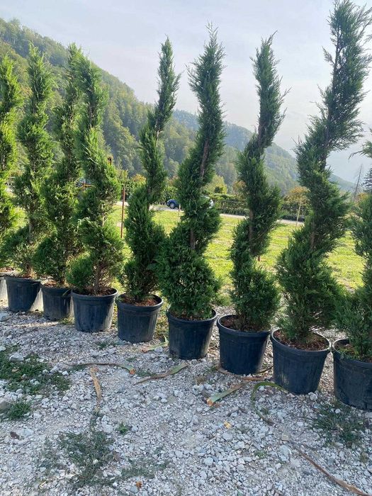 Pon Pon - Tuia Spiral - Leylandii - Plante pentru Gradina