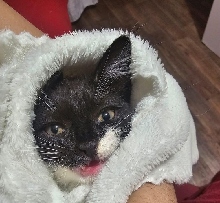 Игривый и ласковый котенок