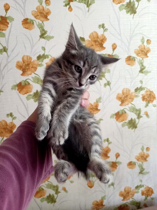 Отдам котят бесплатно