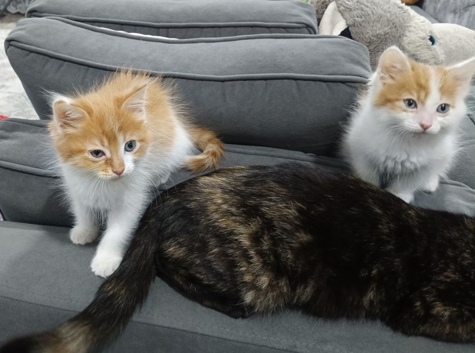 Отдаём котят в добрые руки