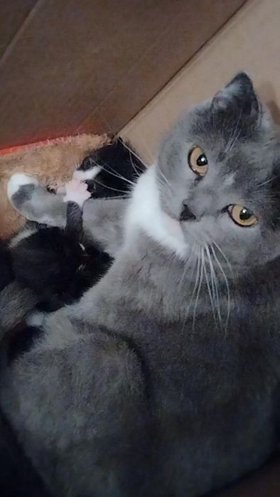 Отдам даром в хорошие руки