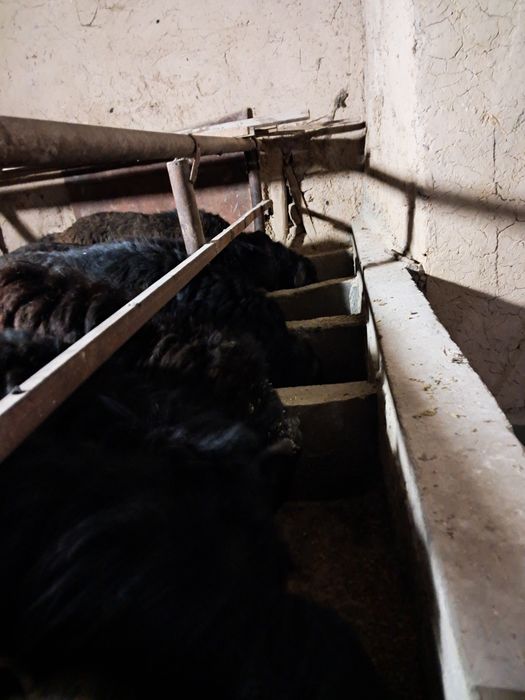 Кучкорлар сотилади