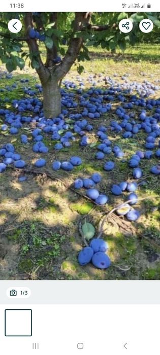 Vand prune de tuica
