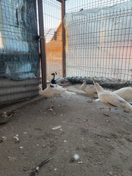 vând o pereche de păuni albi