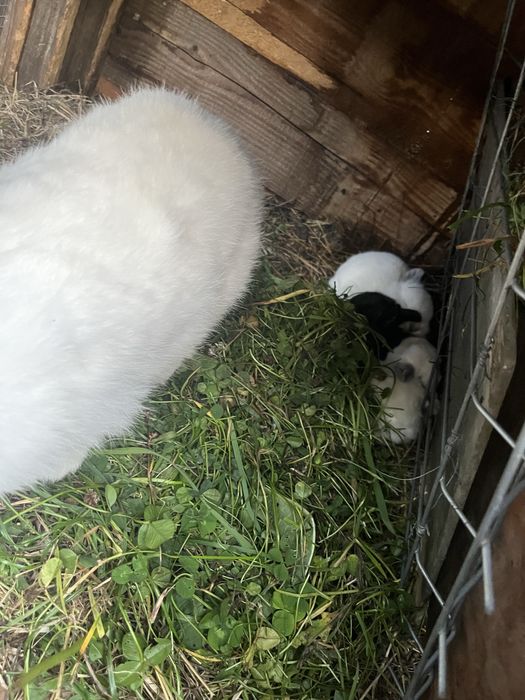 Iepurite diferite culori /diferite rase