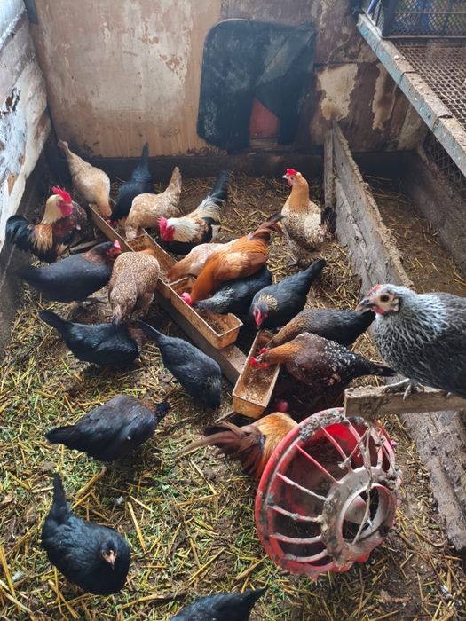 Продам карликовую бентамку