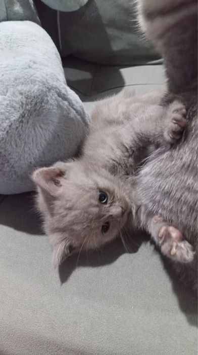 Котята Scottish Fold