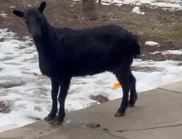 Коза Ешкі Коза Ешкі