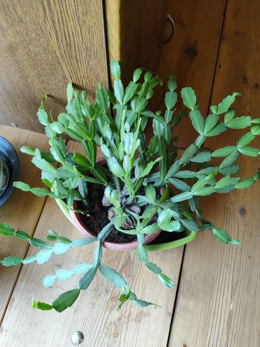 Декабрист цветок