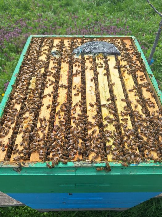 Mătci buckfast VSH carnica carpatină