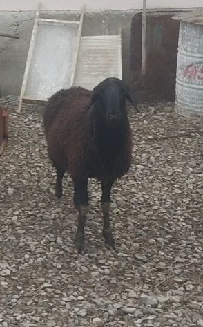 Қойлар сатылым да