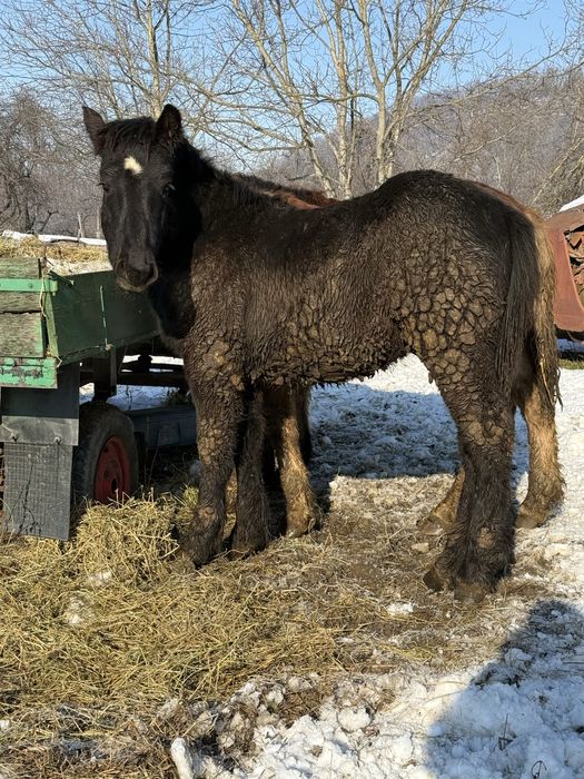 Vând un mânz de aproximativ 8 luni