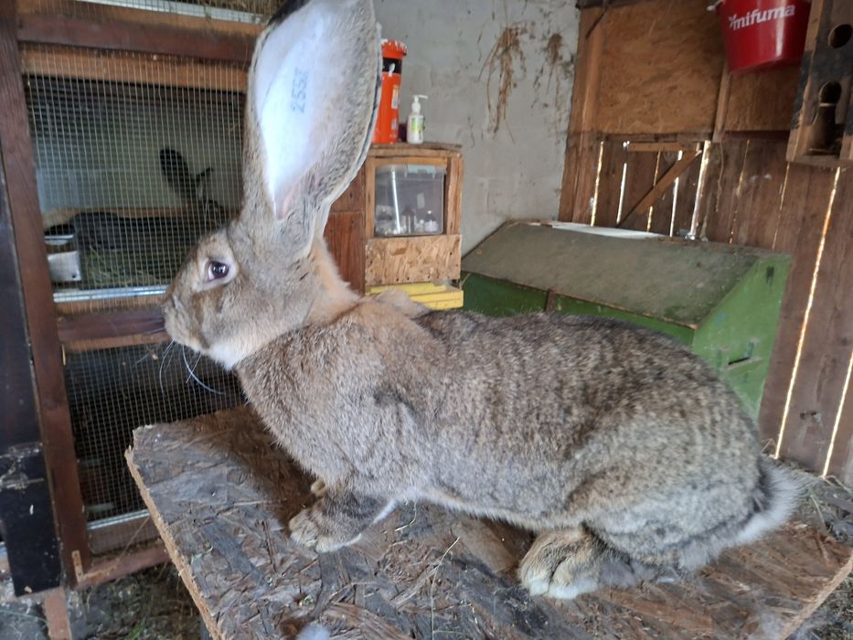 Iepuri uriaș german gri