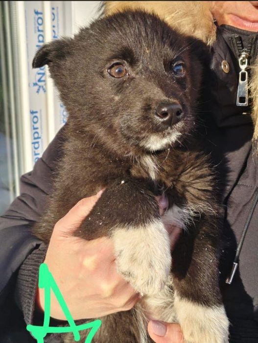 Отдам ценят в добрые руки