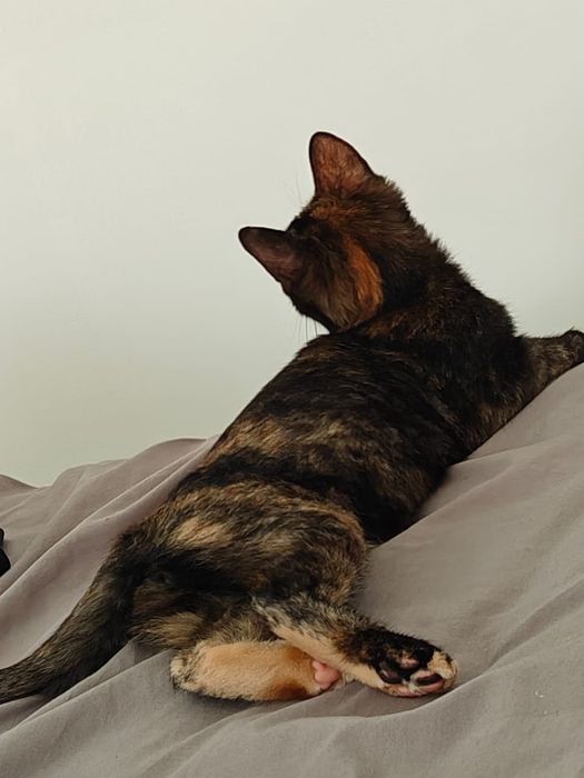 Отдам котенка девочку