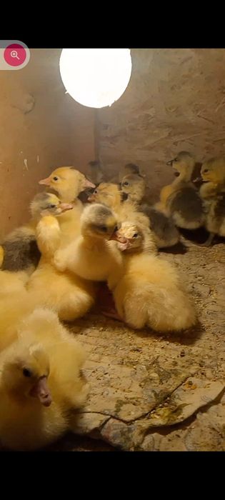 Продам гусят линда и серая