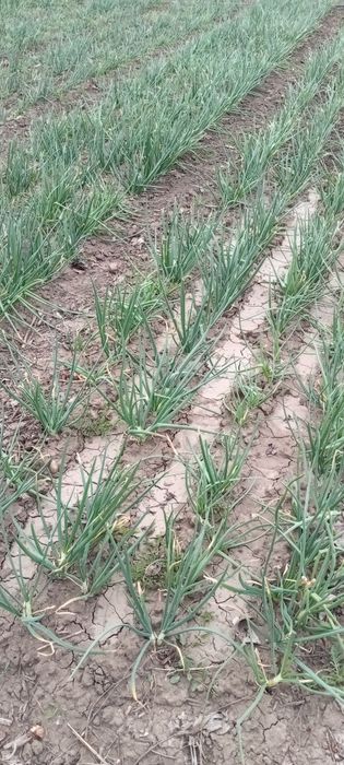 Ceapă și usturoi verde