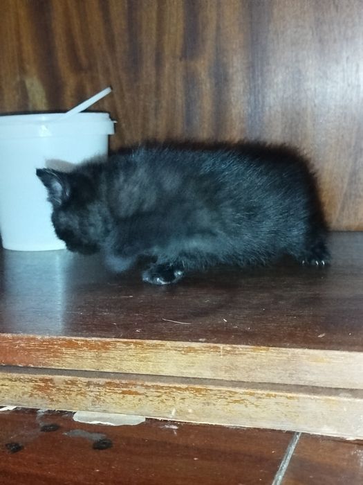 Siam skotc folt bolalari